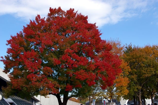  赤い木 